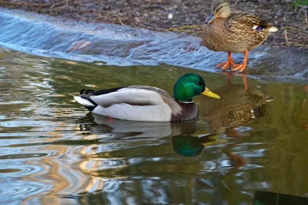 Un maschio con piumaggio verde vibrante nuota accanto a un'anatra su uno stagno nel Parco del Danubio.
