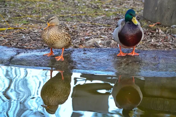 Patka i paun gledaju u različitim pravcima, njihovi odrazi su vidljivi u vodi.