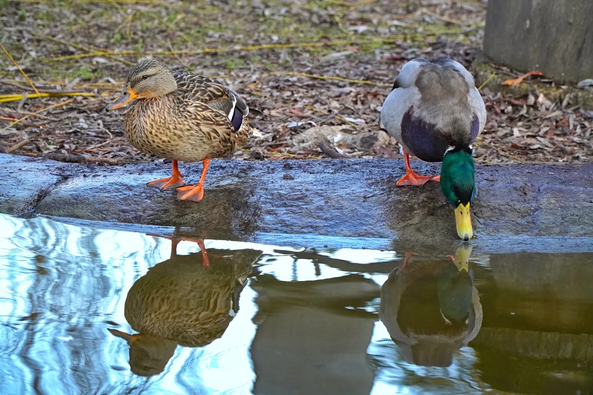 Un canard et une cane sur un étang dans le parc du Danube à Novi Sad, Serbie, se reflétant dans l'eau.