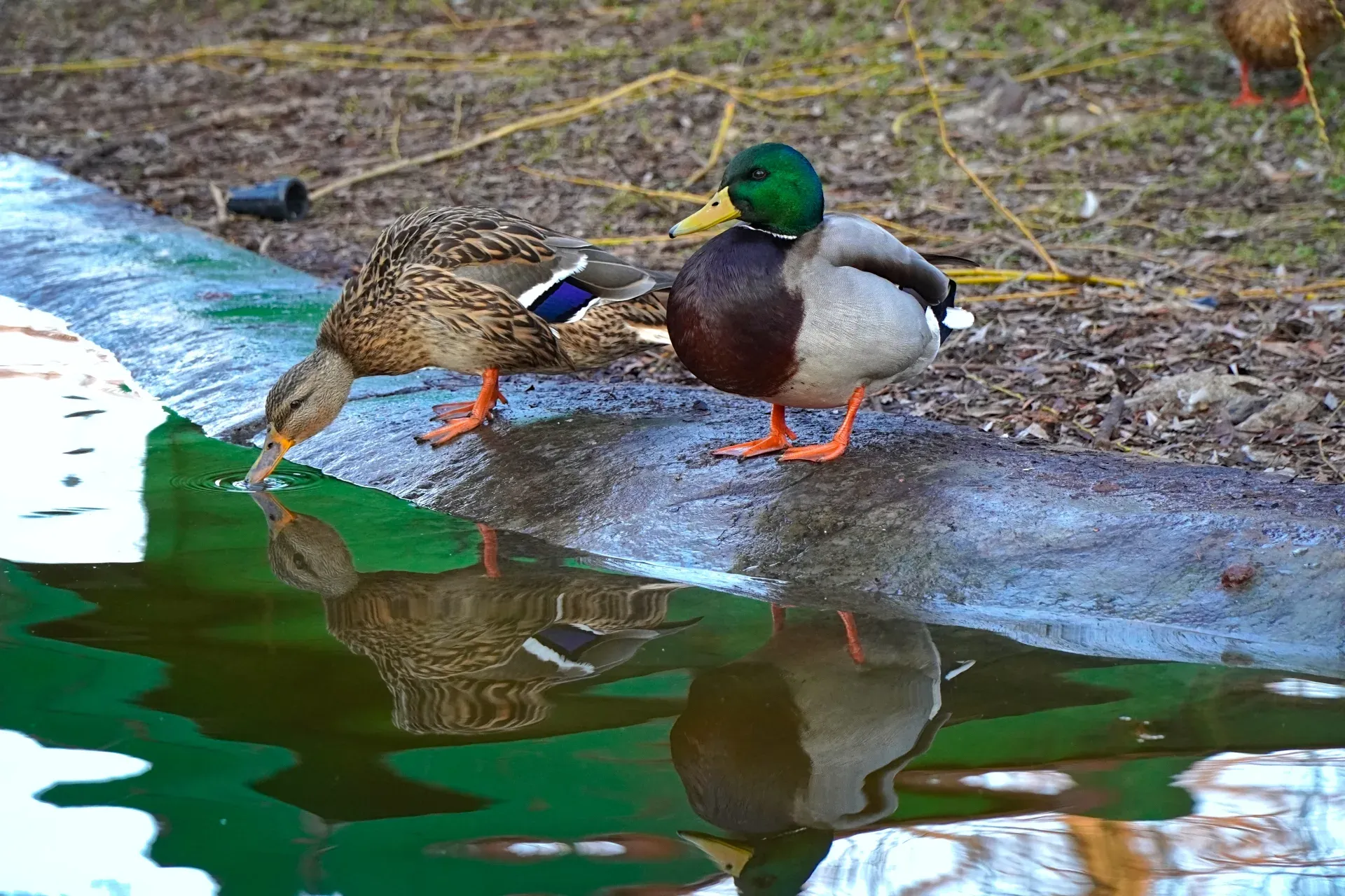 Anatra e maschio nel Parco del Danubio sullo stagno, scena naturale vivace.