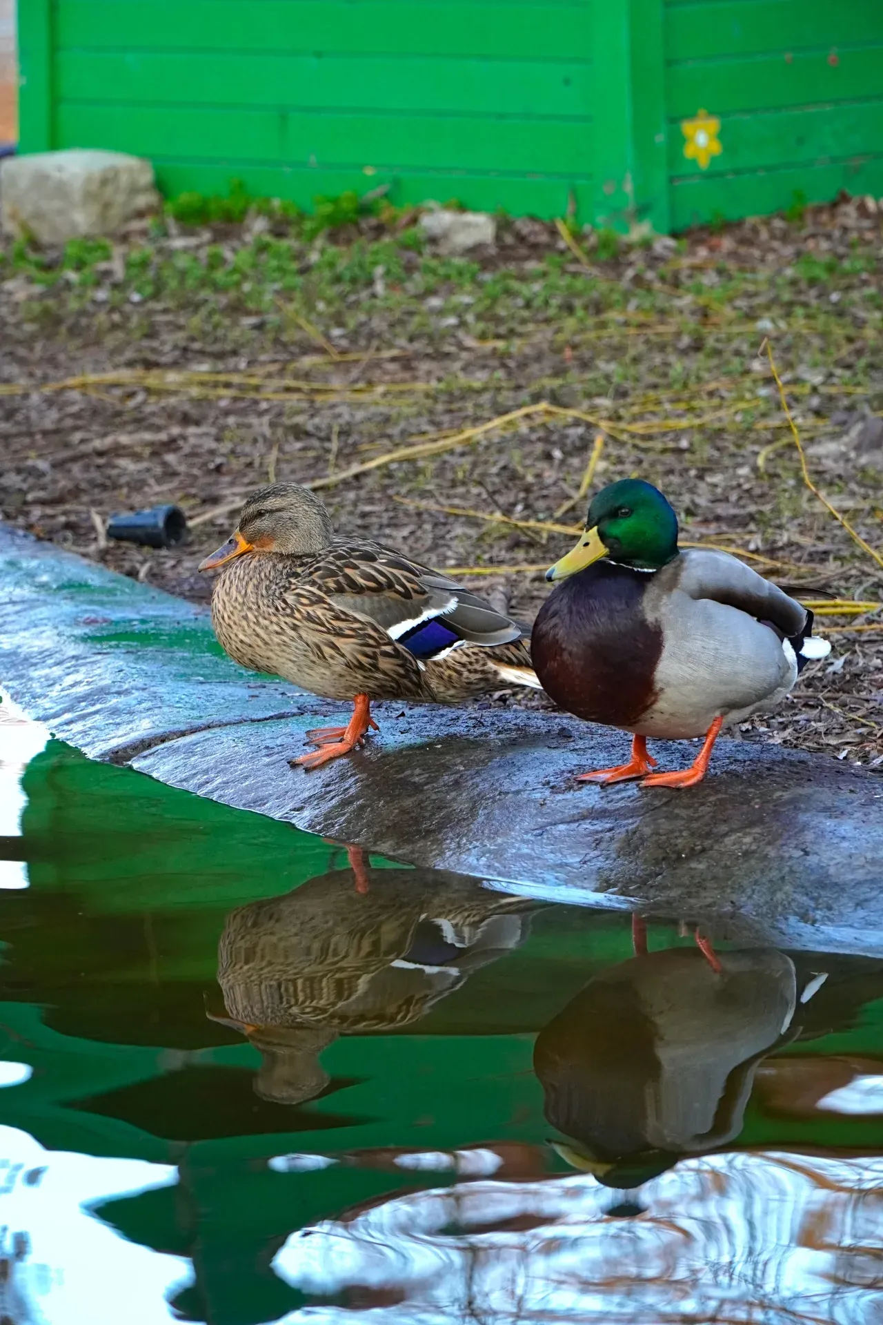 Coppia Perfetta: Anatra e Germano Reale sullo stagno del Parco Danubiano, Novi Sad, con i loro riflessi nell'acqua.