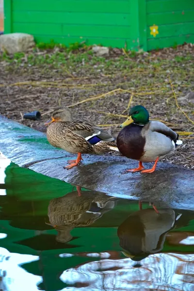 Coppia Perfetta: Anatra e Germano Reale sullo stagno del Parco Danubiano, Novi Sad, con i loro riflessi nell'acqua.