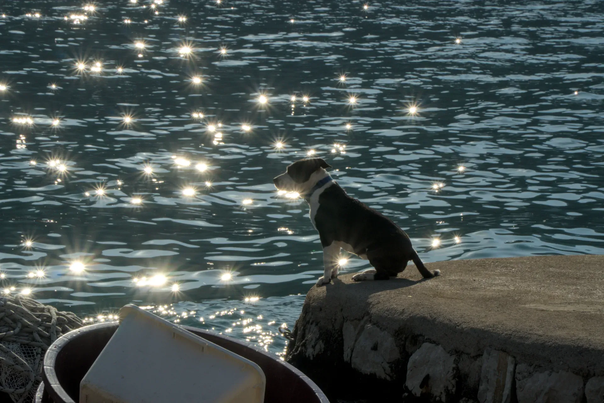 Un chien noir et blanc est assis sur une jetée en béton, regardant l'eau bleue intensément scintillante de la baie de Kotor.