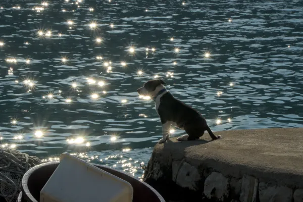 Ein schwarz-weißer Hund sitzt auf einem Betonpier und blickt auf das intensiv glitzernde blaue Wasser der Bucht von Kotor.