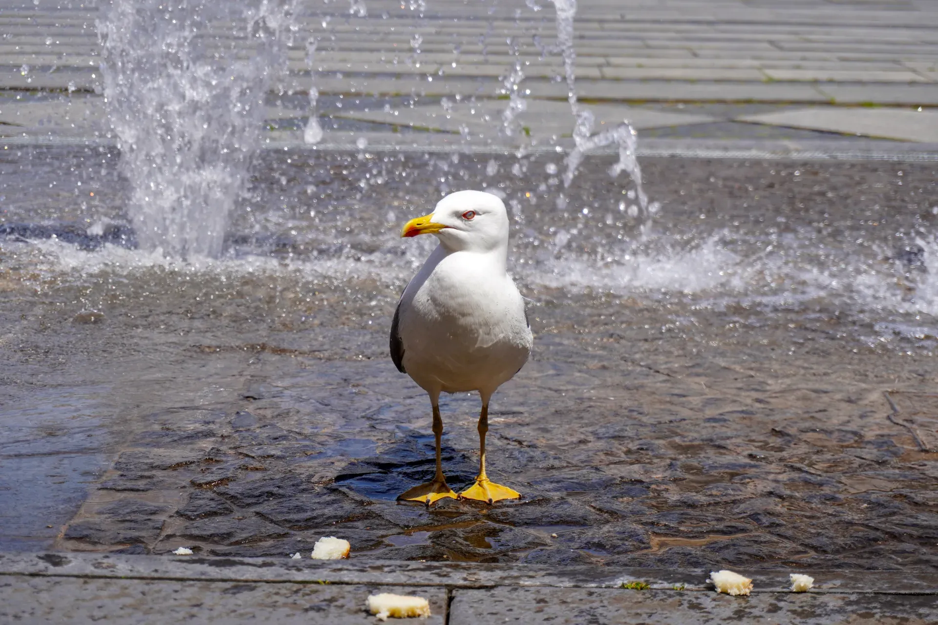 Eine weiße und graue Möwe mit gelbem Schnabel steht auf nassem Pflaster neben einem sprudelnden Brunnen in Genua, Italien.
