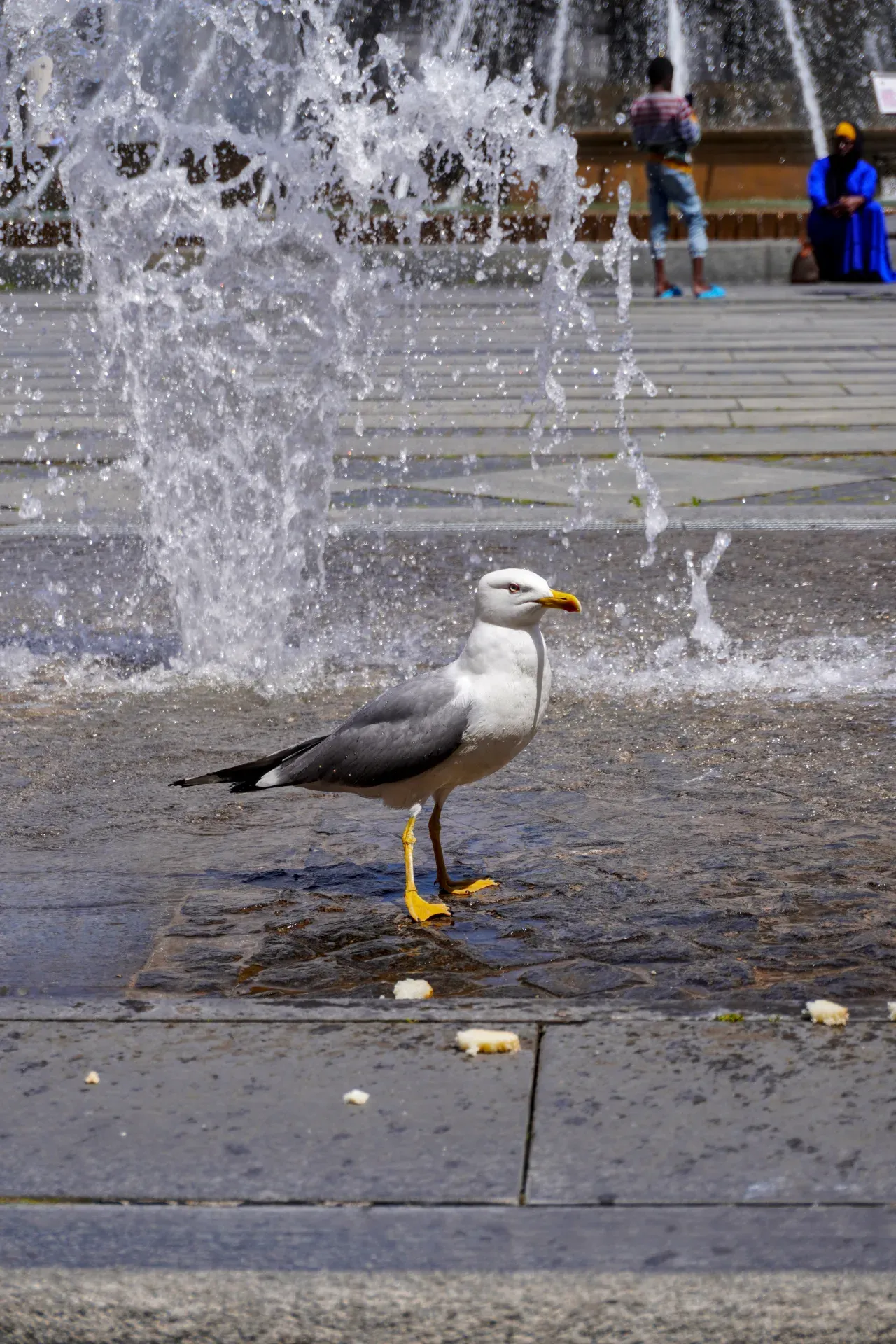 Un gabbiano con becco giallo sta in acqua bassa vicino a una fontana a Genova, Italia, con acqua che schizza in primo piano e figure sfocate sullo sfondo.