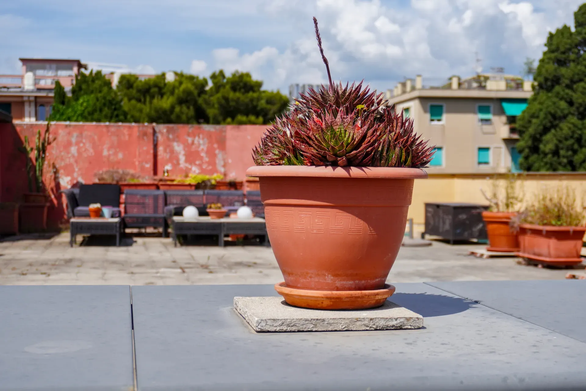 Ein Terrakotta-Topf mit einer stacheligen, roten und grünen Sukkulente steht auf einem grauen Tisch auf einem genueser Dach. Im Hintergrund sind typische italienische Wohngebäude, Bäume und eine Terrasse mit Gartenmöbeln zu sehen.