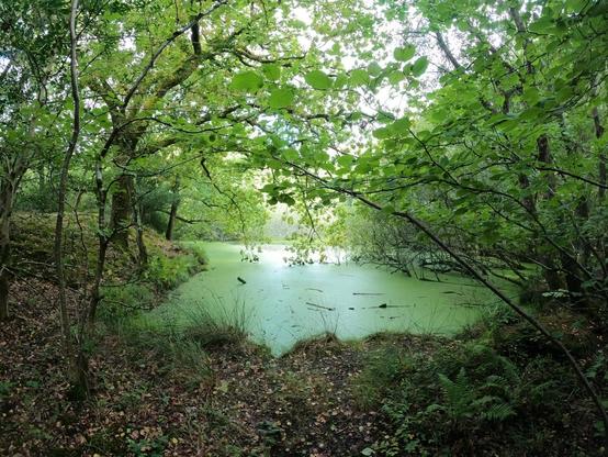 A serene forest scene featuring a pond covered in green algae, surrounded by lush trees and foliage. The area has a tranquil, natural atmosphere, with fallen leaves scattered on the ground.
