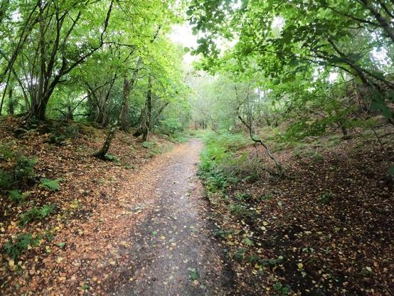 A winding path through a lush forest, bordered by trees and ferns, with a carpet of fallen leaves. The scene is serene and inviting, showcasing vibrant green foliage.