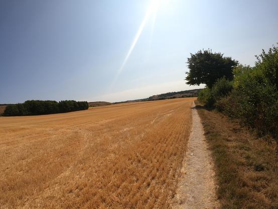 A panoramic view of a golden wheat field under a clear blue sky, with a narrow dirt path running alongside the field and trees in the distance.