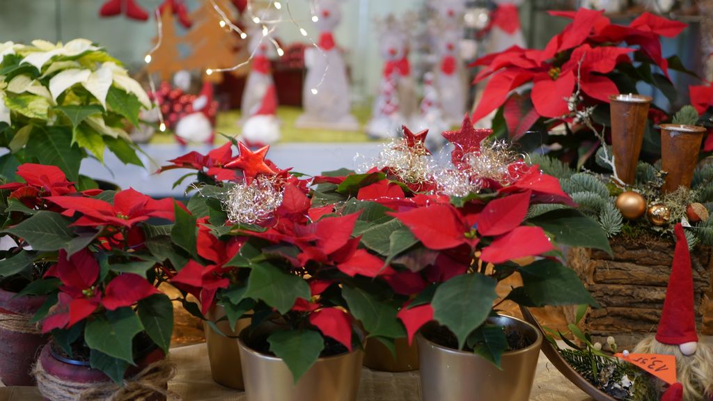 Rote und weiße Weihnachtssterne in Töpfen, dekoriert mit roten Sternen und silbernen Bändern, auf einem festlich geschmückten Tisch.