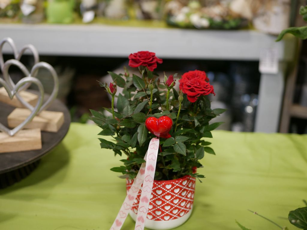Rote Rosenpflanze in einem Topf mit einem roten Herzstecker und einem weißen Band mit roten Herzen auf einem grünen Tisch.