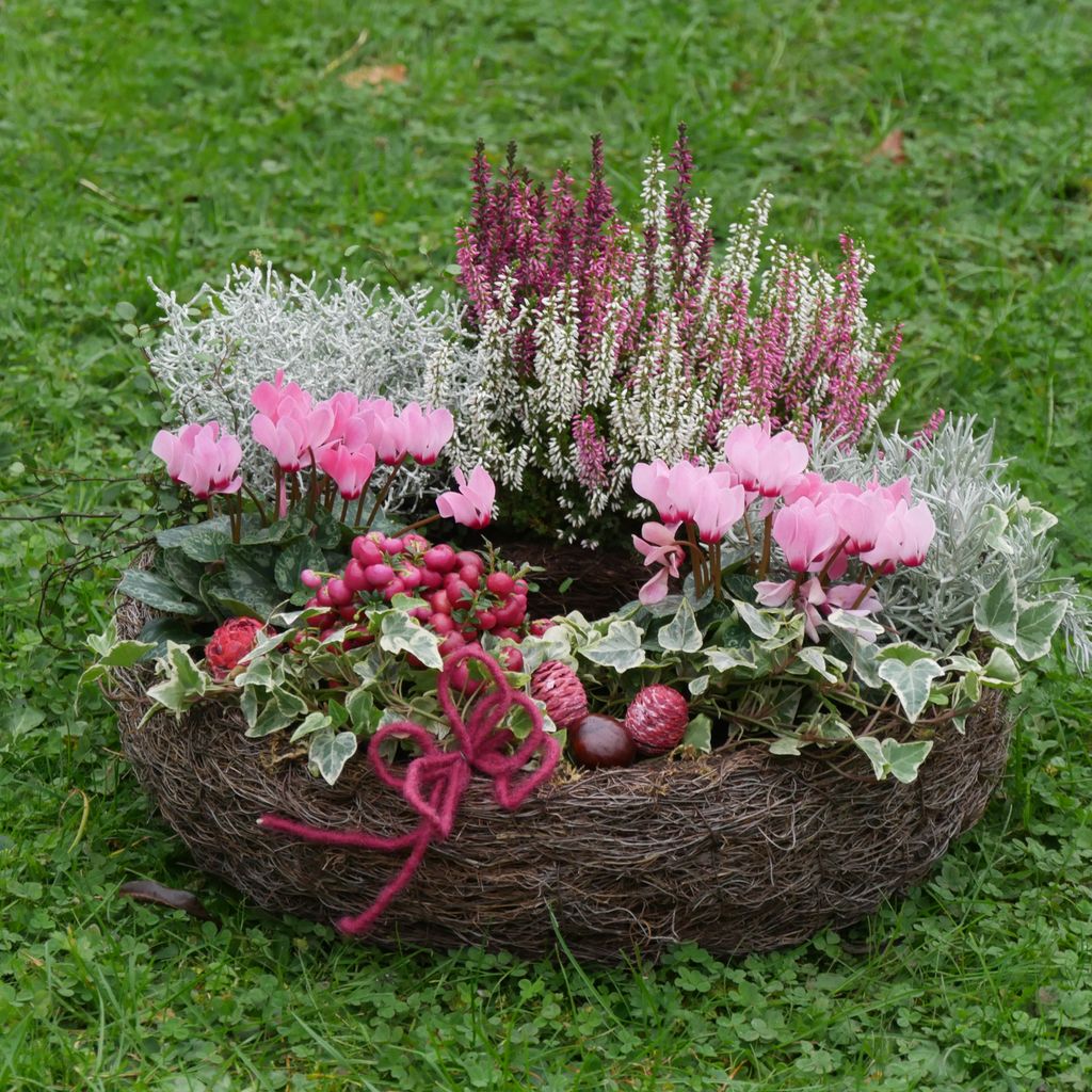 Ein rundes florales Arrangement mit rosa Cyclamen, weißen und rosa Heideblüten sowie grünen und silbernen Blättern, platziert auf einem Grasboden.