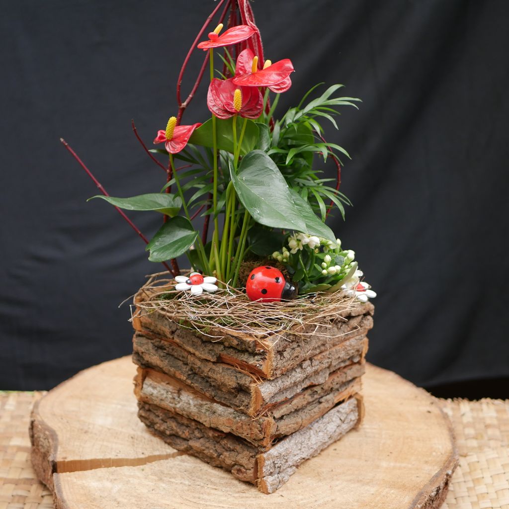 Dekorativer Pflanzenarrangement mit roten Anthurien, grünen Blättern und weißen Blüten, präsentiert in einem quadratischen Behälter aus Baumrinde auf einer runden Holzscheibe vor schwarzem Hintergrund.