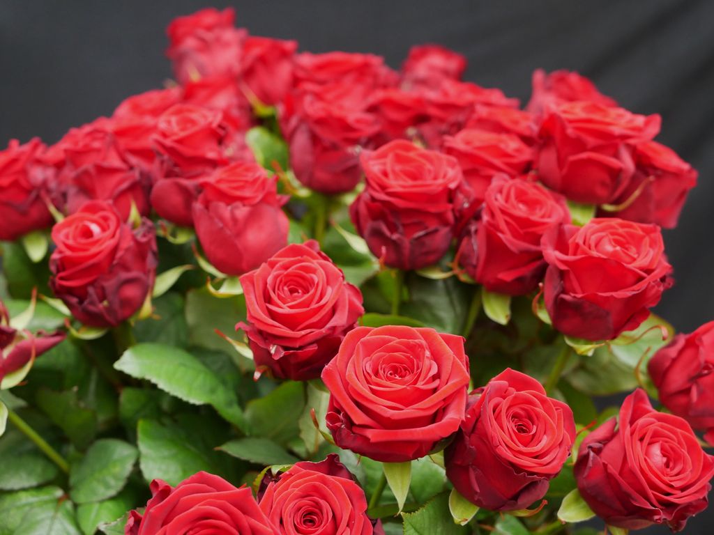 Nahaufnahme von mehreren roten Rosen mit grünen Blättern vor einem dunklen Hintergrund.