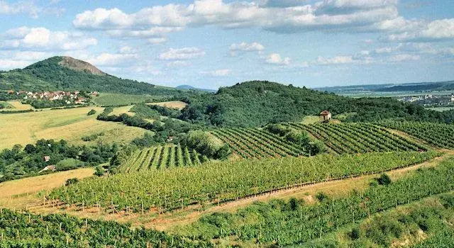 Photo 5 of Žernosecké vinařství
