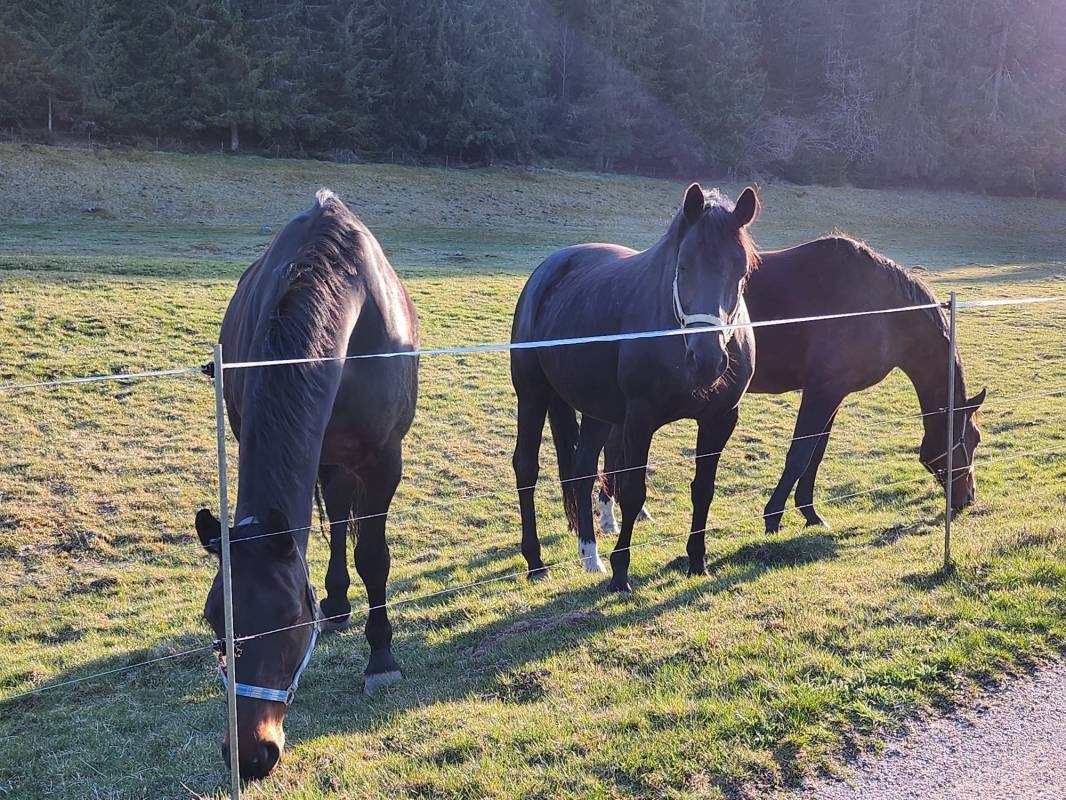 Rothaus Camping — Місце для кемпінгу in Grafenhausen