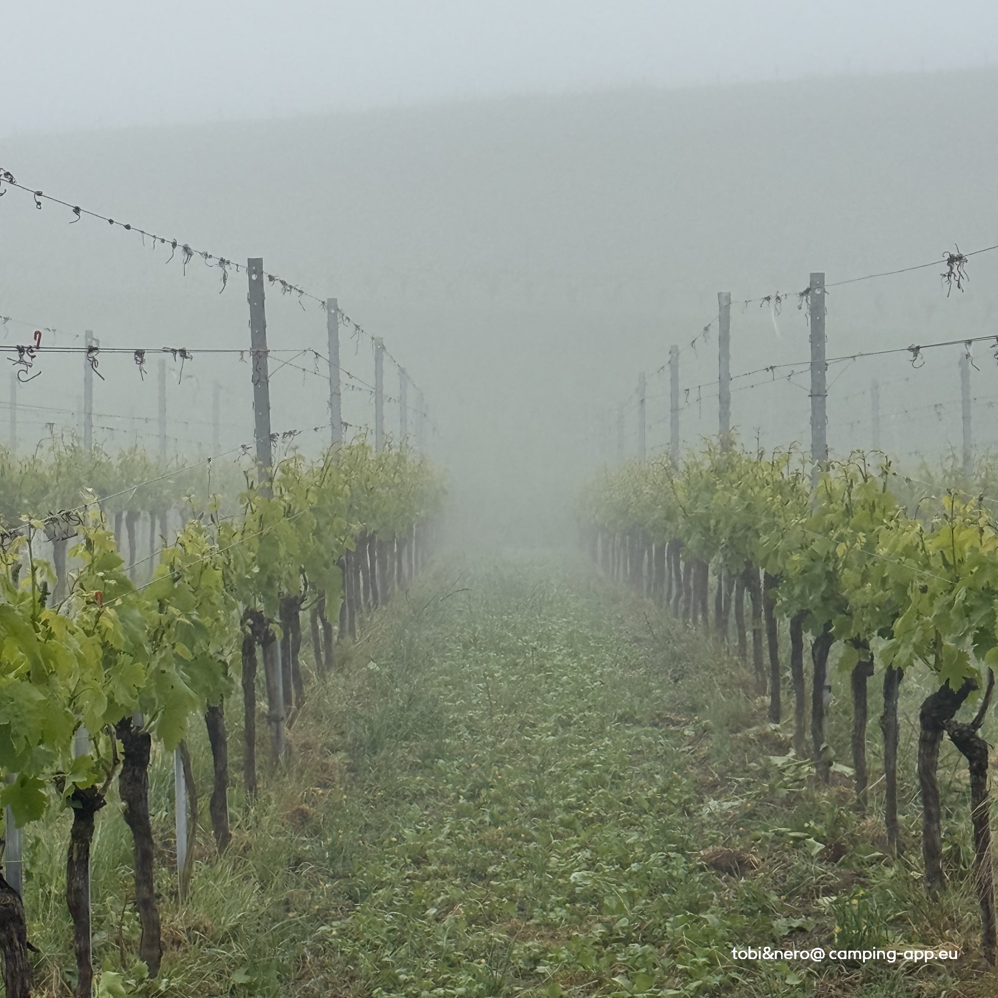 Weingut u. Restaurant Weber — Foto 3