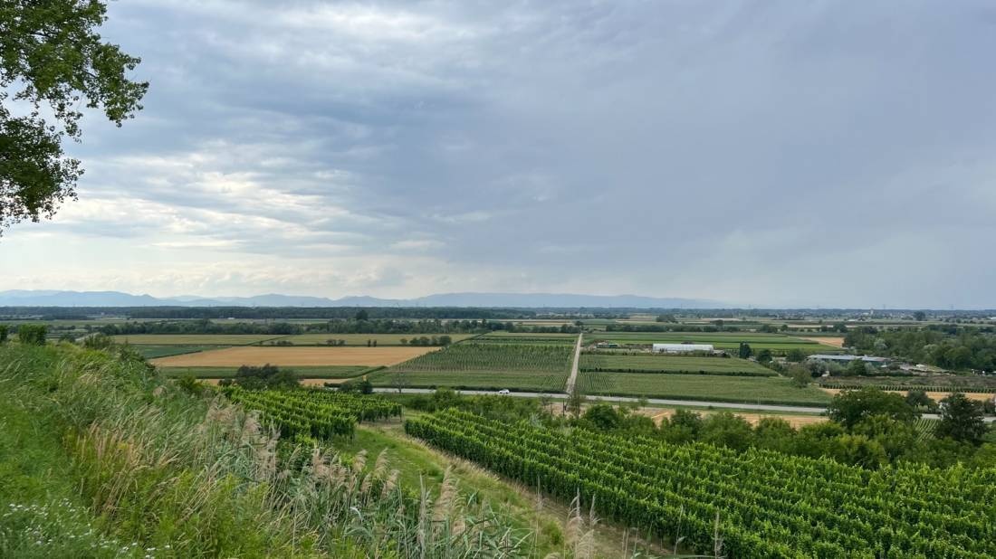 Weingut u. Restaurant Weber — Winery in Ettenheim