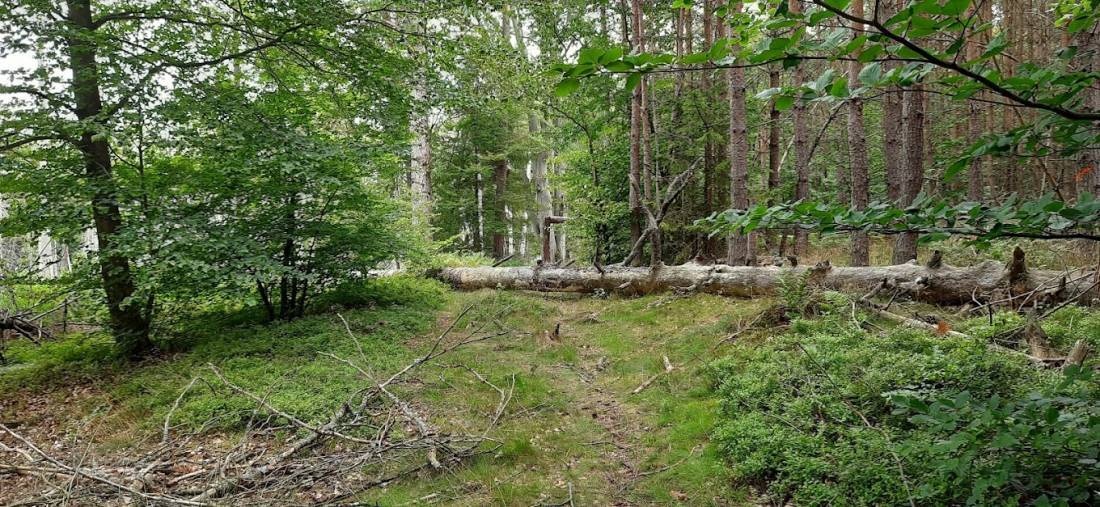 Naturcampingplatz Am Roofensee e.V. — Sítio de acampamento in Stechlin