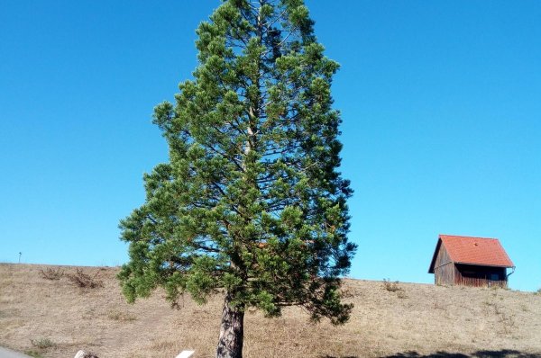 Stellplatz Freibad Burgbernheim — Photo 2