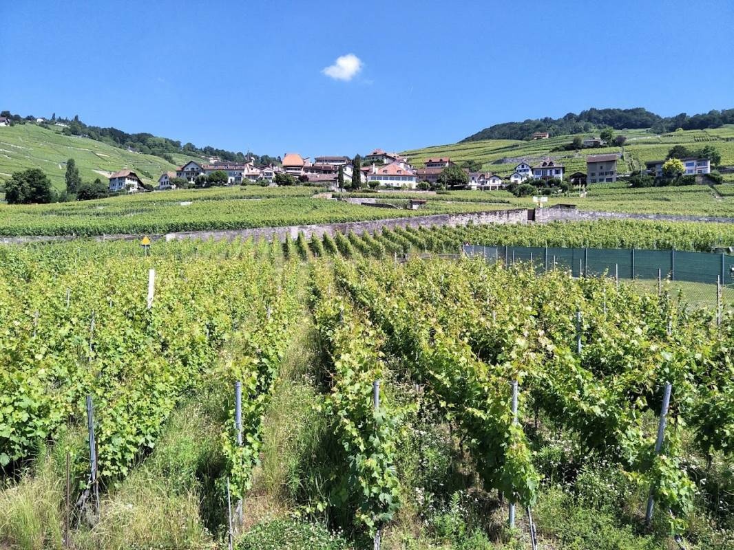 Camping de Moratel — Campingplads in Bourg-en-Lavaux