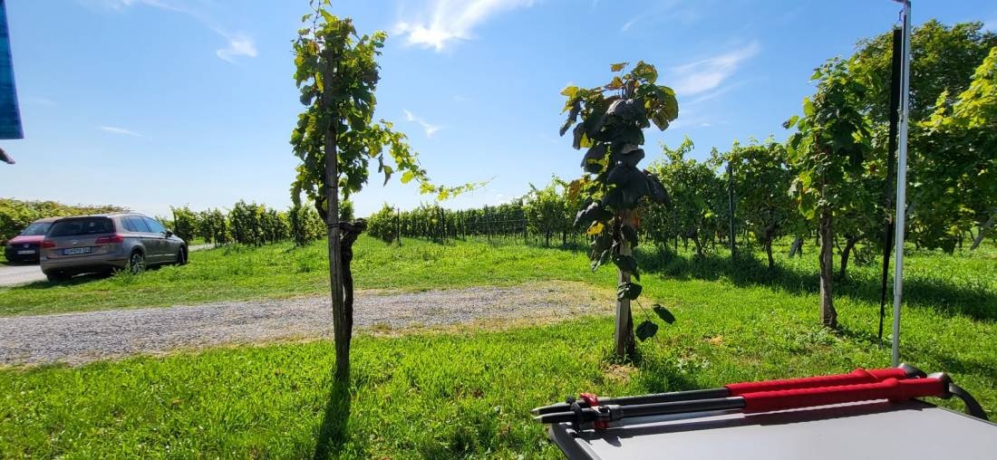(geschlossen) Stellplatz Weingut Stefan Meyer — Weingut in Rhodt unter Rietburg