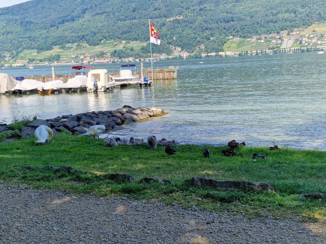 Hotel Camping Sutz-Lattrigen — Campingplads in Sutz-Lattrigen