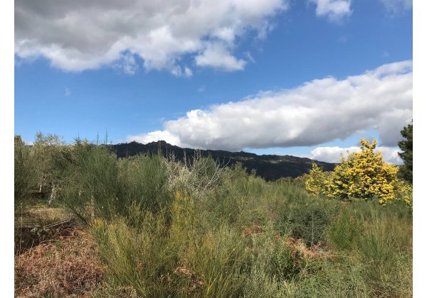 Lourical Do Campo — Photo 2