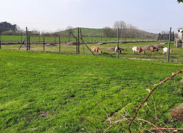 Zwischen Feldern und Ziegen — Foto 2