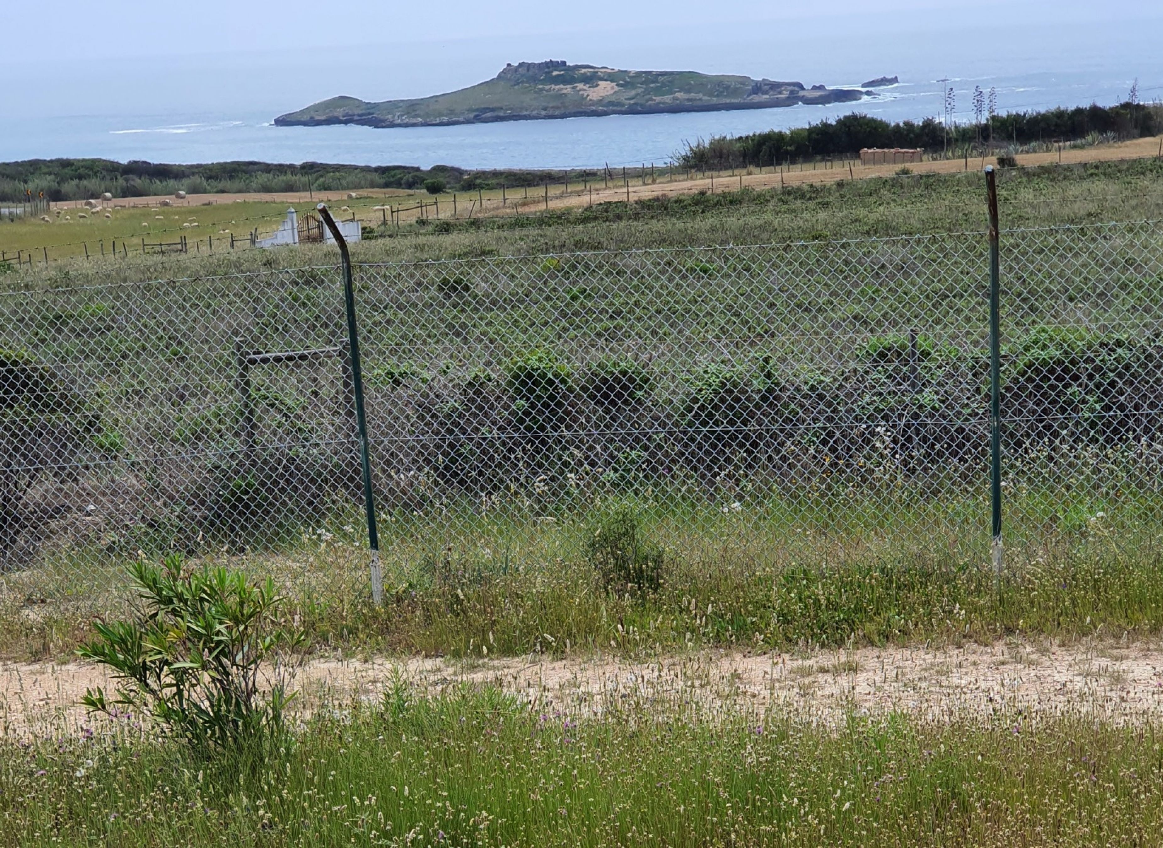 Parque de Campismo da Ilha do Pessegueiro — Kemping in Porto Covo, Sines