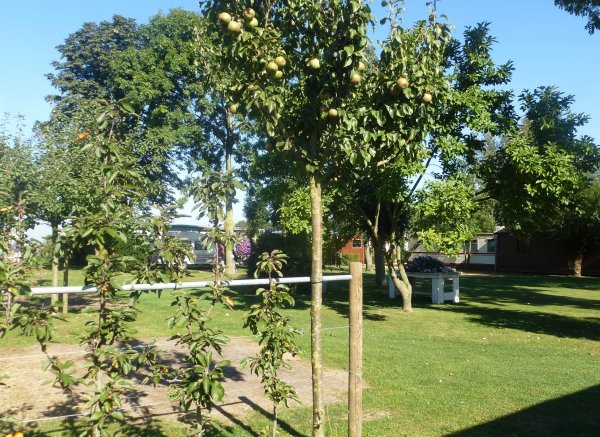 Minicamping 'T Meulenhuis — Photo 3