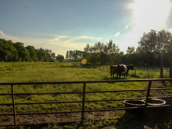 Boerderij Liebe Minicamping — Photo 2