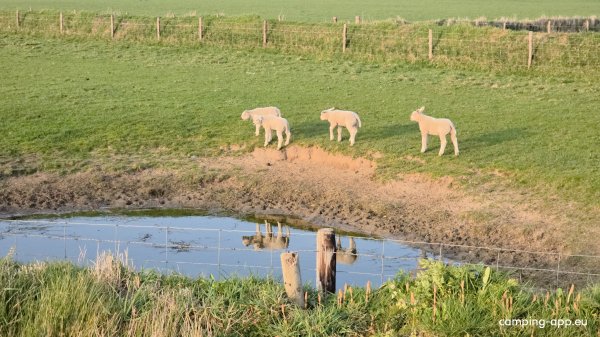 Boerderijcamping De Hal — Photo 3