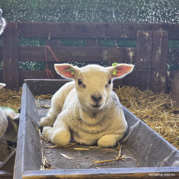 Boerderijcamping De Hal — Photo 5