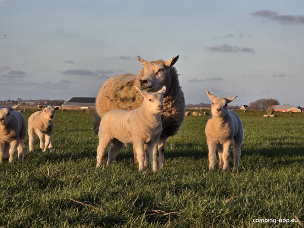 Boerderijcamping De Hal — Photo 4