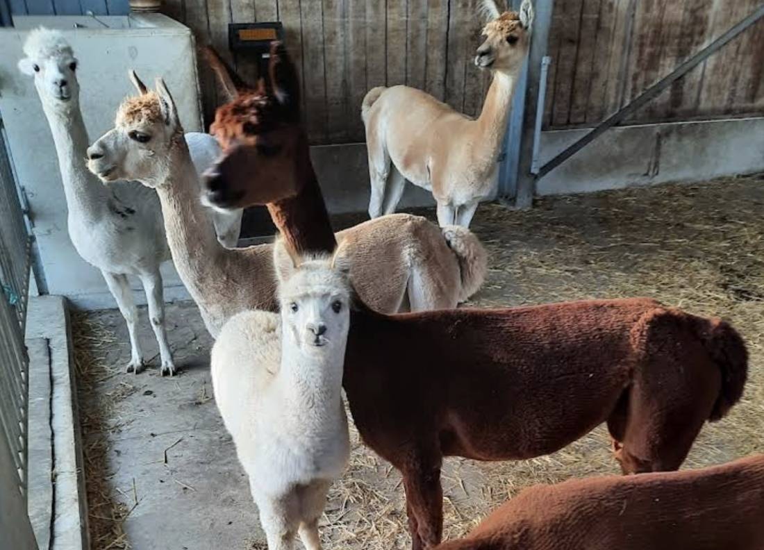 Bospark Aagjeshoeve — Camping in Coevorden