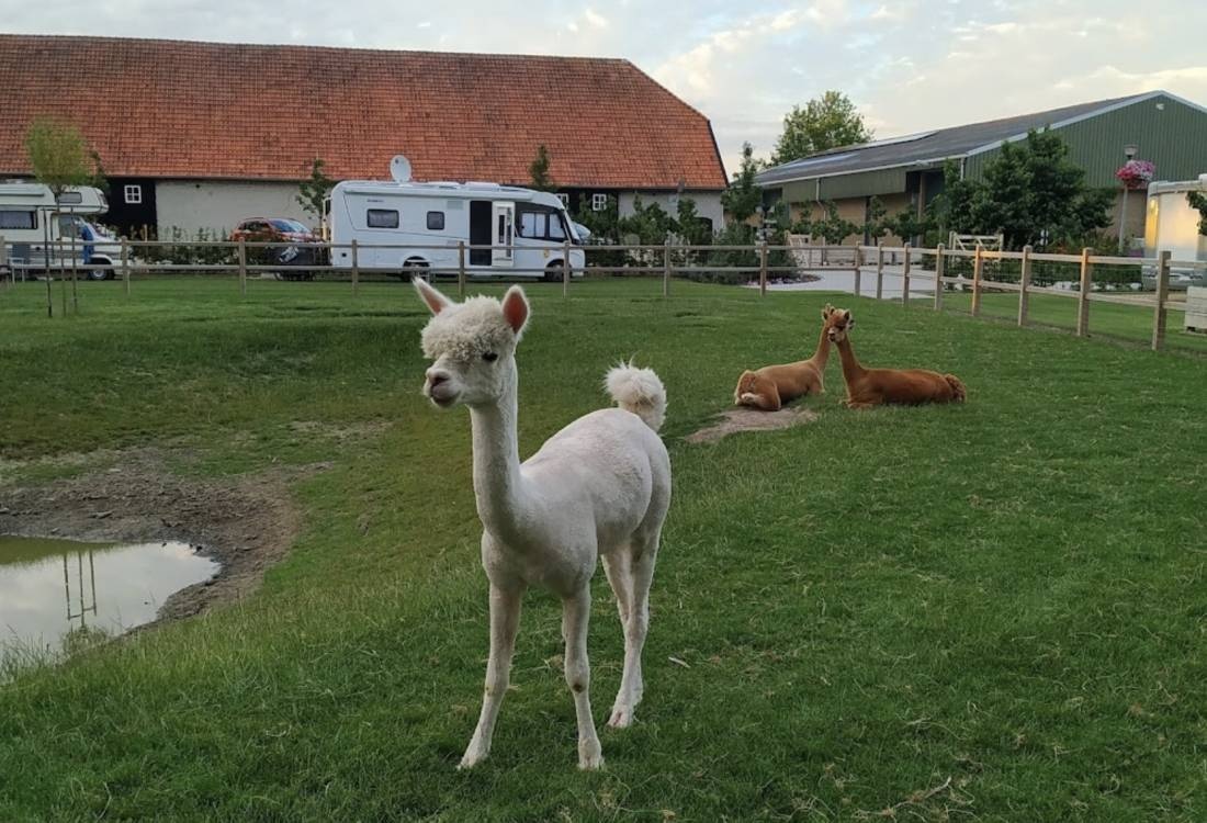 Camping de Boskreek — Campingplatz in Breskens