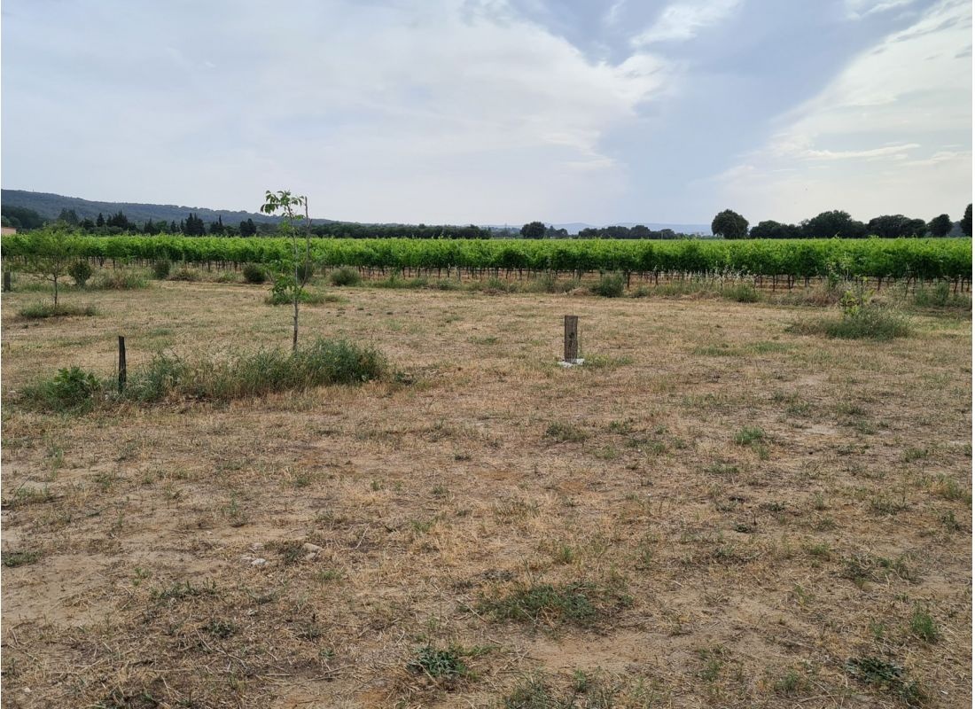 Domaine Julien de l'Embisque Stellplatz auf einem Bio Weingut — Weingut in Bollène