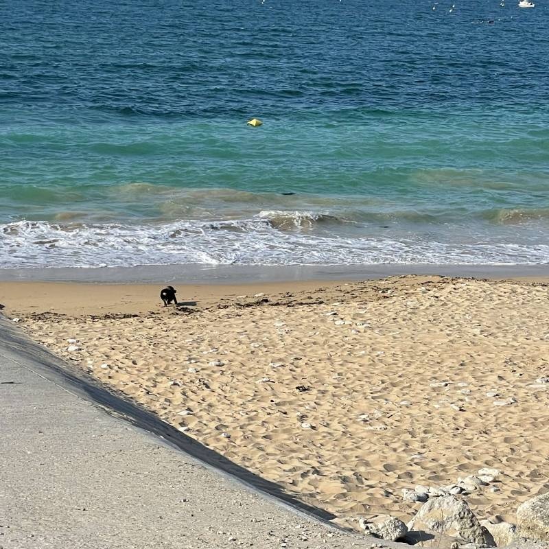 Camping les baleines — Camping in Saint-Clément-des-Baleines