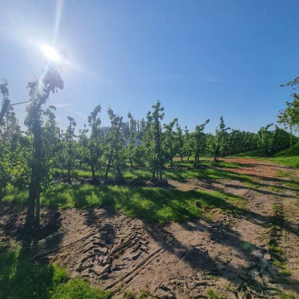 Haspengouwse Camperplaats — Photo 3