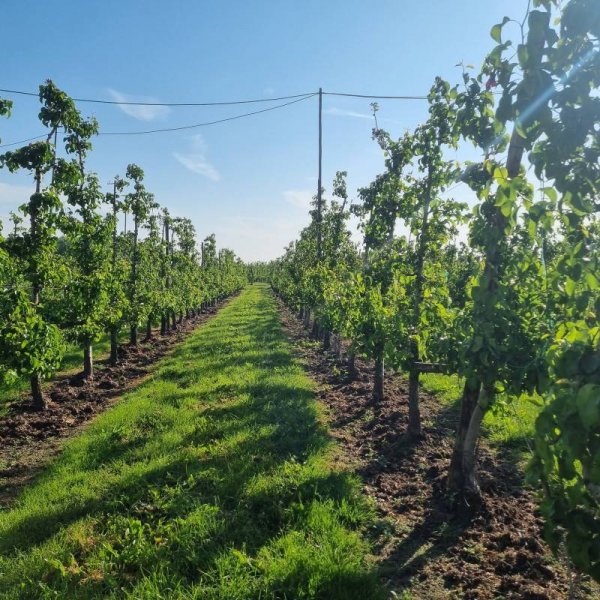 Haspengouwse Camperplaats — Photo 2