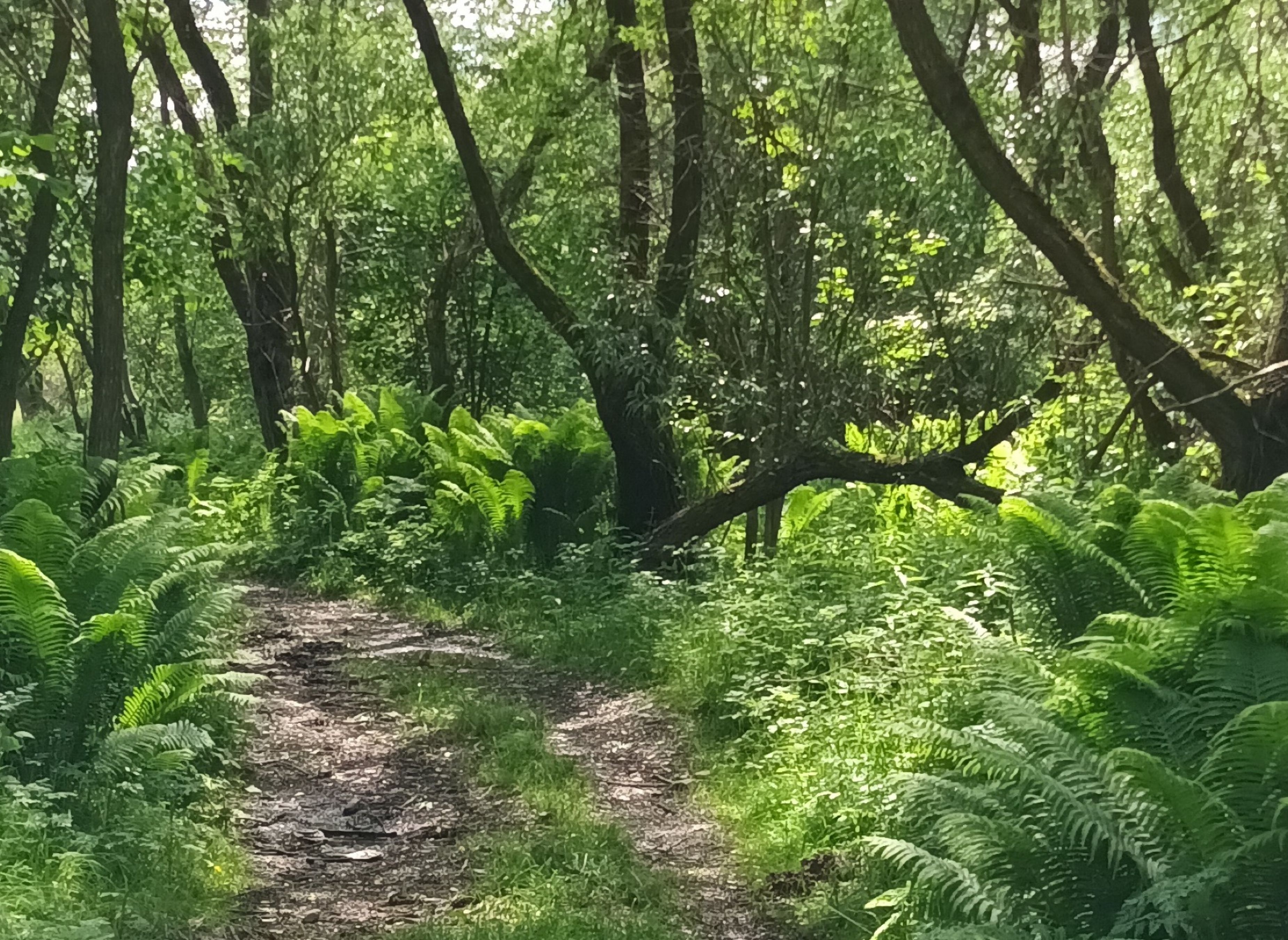 MC-Stramba Camping Place & BBQ — Camping in Șinca Nouă