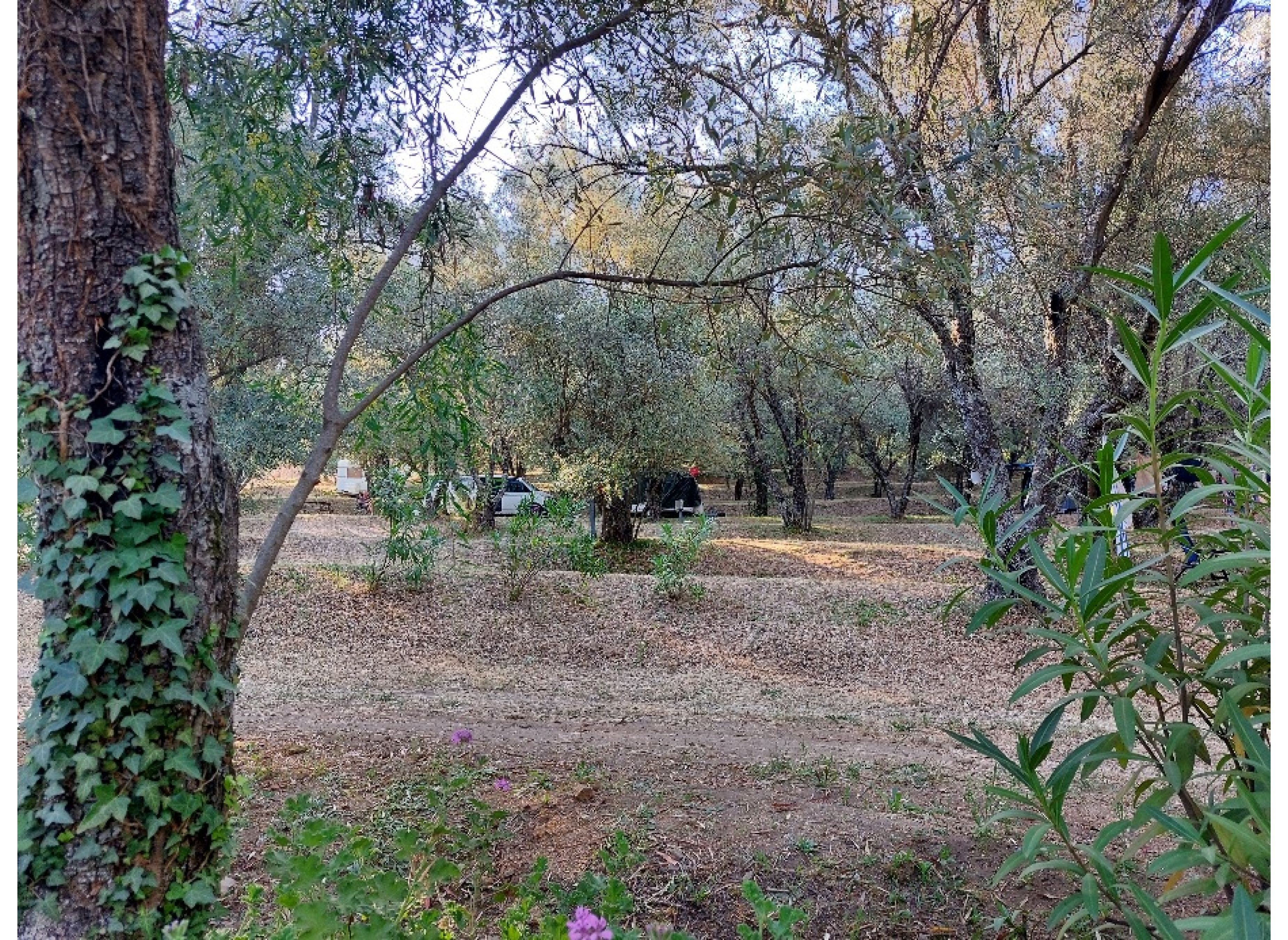 Camping La Sposata — Campingplads in Vico