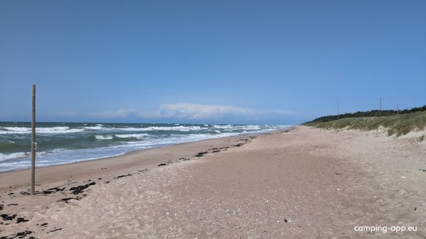 Pūķarags — Foto 4