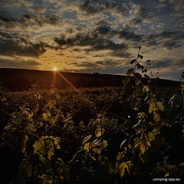 Weingut Thomas Lorch - Westerheymer Hof — Photo 5