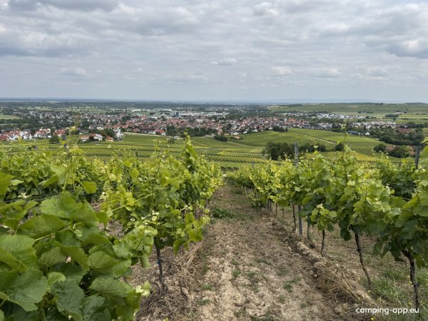 Weingut Thomas Lorch - Westerheymer Hof — Photo 3