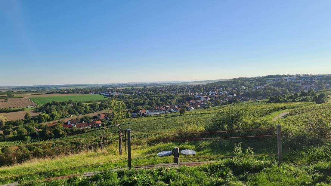 Weingut Thomas Lorch - Westerheymer Hof — Wijnmakerij in Bodenheim