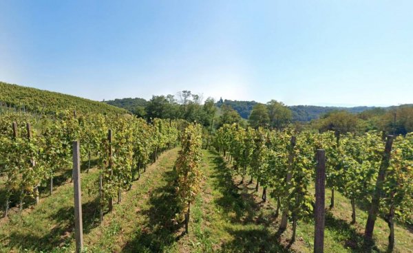 Eko vino Šoster - Organic winery Šoster — Foto 2