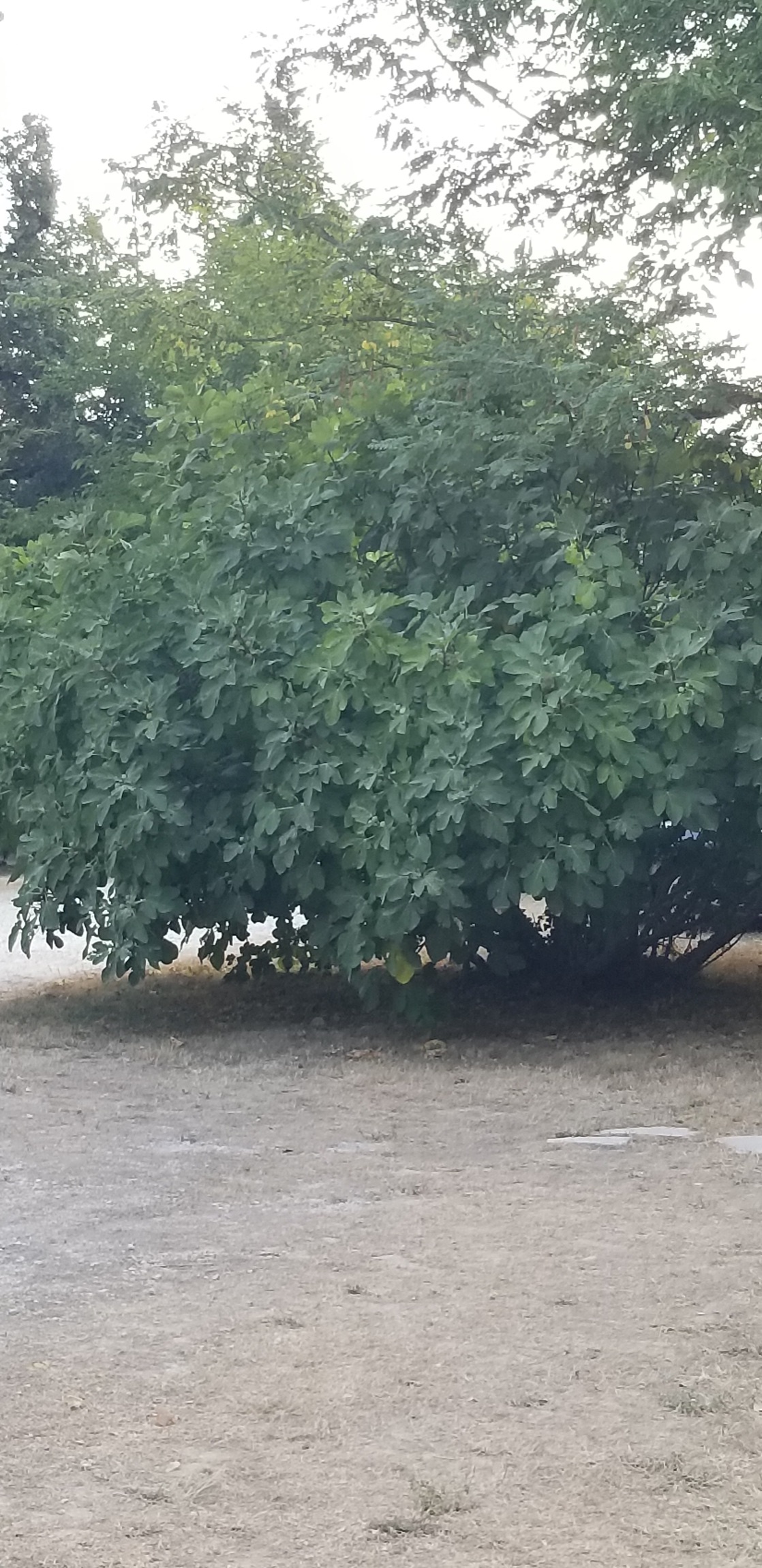 Camping La Tisarne in Campsas — Campingplats in Campsas